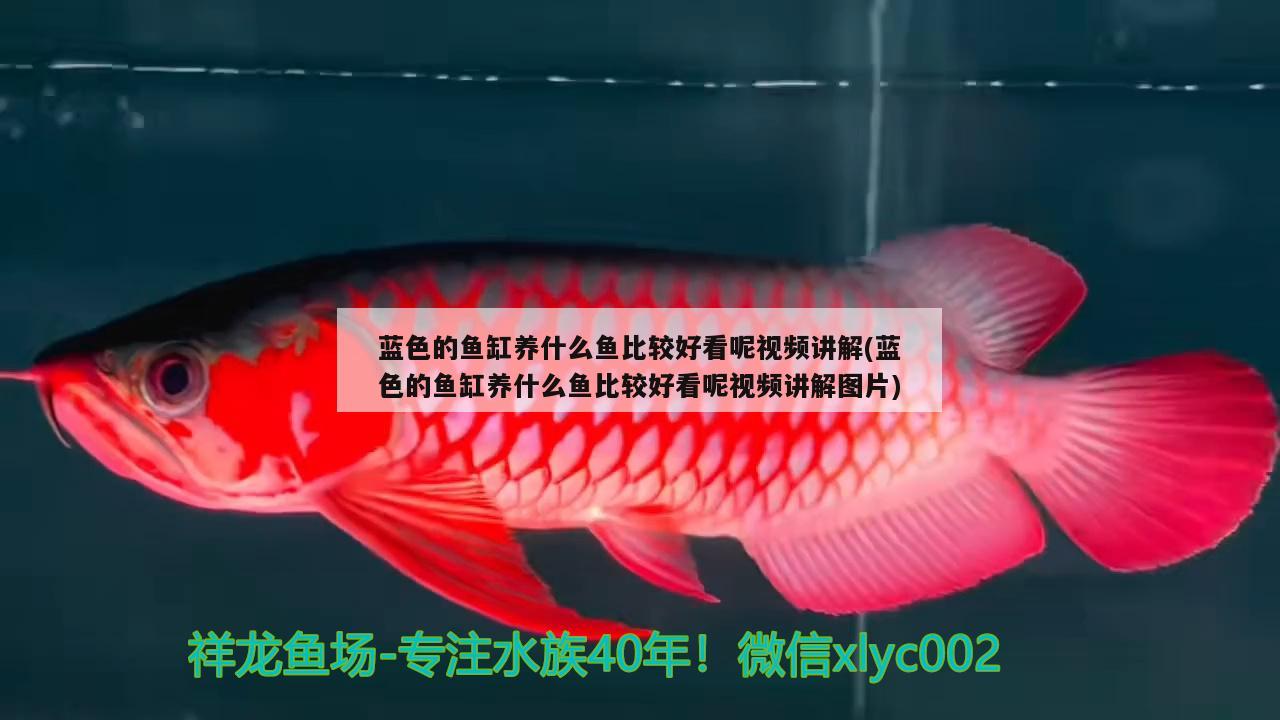 蓝色的鱼缸养什么鱼比较好看呢视频讲解(蓝色的鱼缸养什么鱼比较好看呢视频讲解图片) 黑金魟鱼 第2张