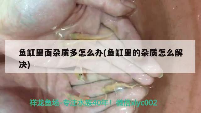 鱼缸里面杂质多怎么办(鱼缸里的杂质怎么解决) 红龙福龙鱼