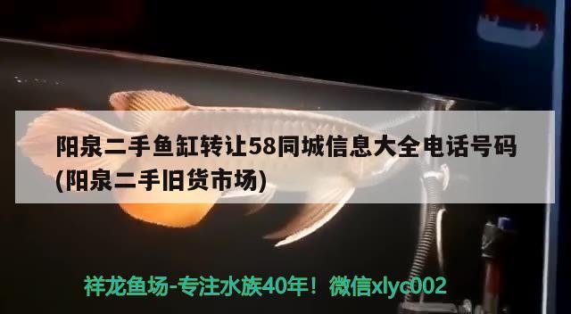 阳泉二手鱼缸转让58同城信息大全电话号码(阳泉二手旧货市场) 胭脂孔雀龙鱼