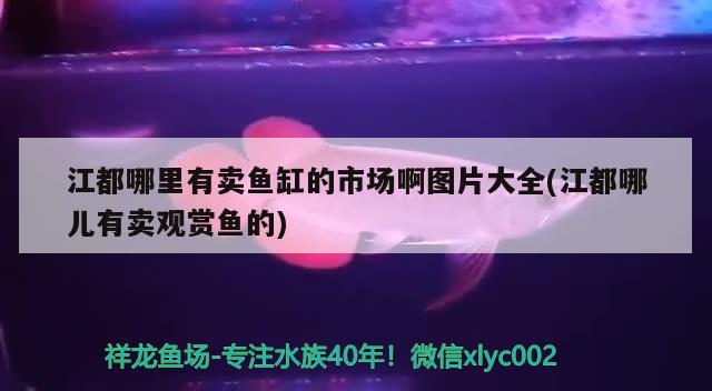 江都哪里有卖鱼缸的市场啊图片大全(江都哪儿有卖观赏鱼的)