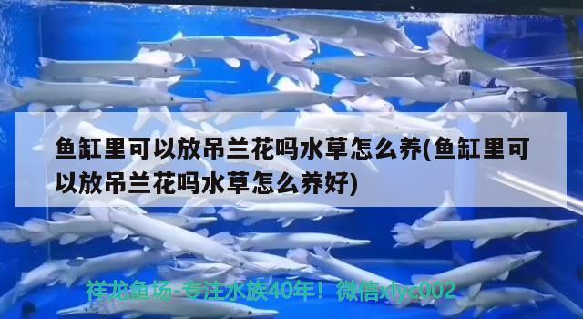 鱼缸里可以放吊兰花吗水草怎么养(鱼缸里可以放吊兰花吗水草怎么养好) 水草