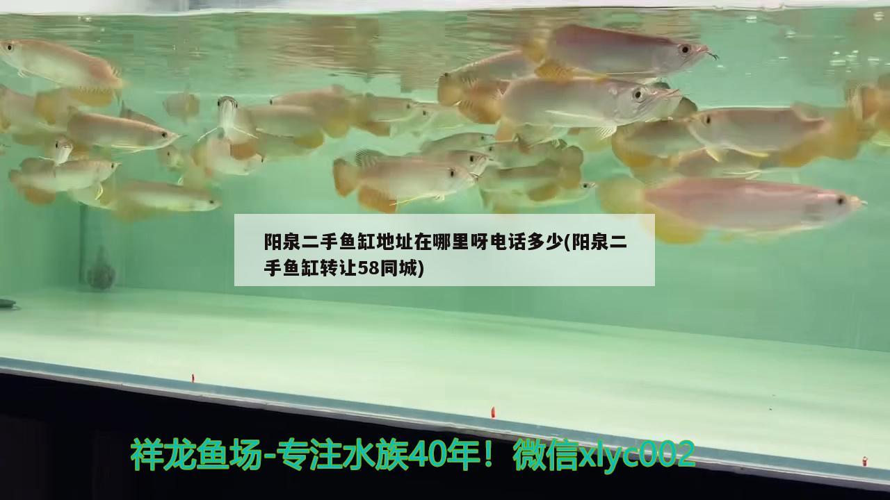 阳泉二手鱼缸地址在哪里呀电话多少(阳泉二手鱼缸转让58同城)