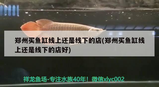 郑州买鱼缸线上还是线下的店(郑州买鱼缸线上还是线下的店好) 广州水族器材滤材批发市场