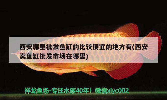 西安哪里批发鱼缸的比较便宜的地方有(西安卖鱼缸批发市场在哪里) 金龙鱼粮