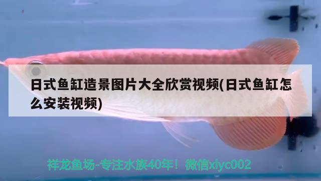 日式鱼缸造景图片大全欣赏视频(日式鱼缸怎么安装视频) 新加坡号半红龙鱼（练手级红龙鱼）