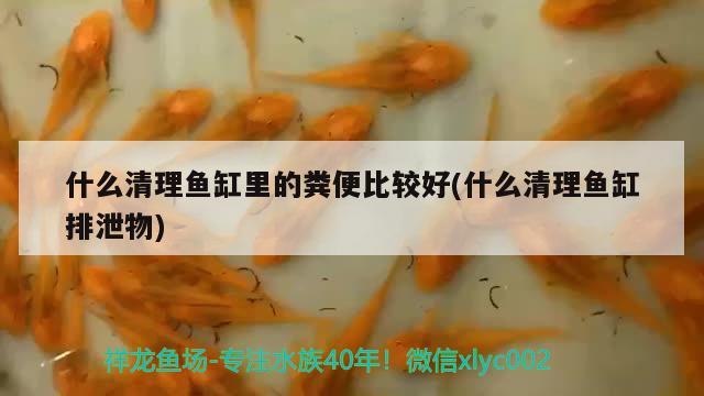 什么清理鱼缸里的粪便比较好(什么清理鱼缸排泄物)