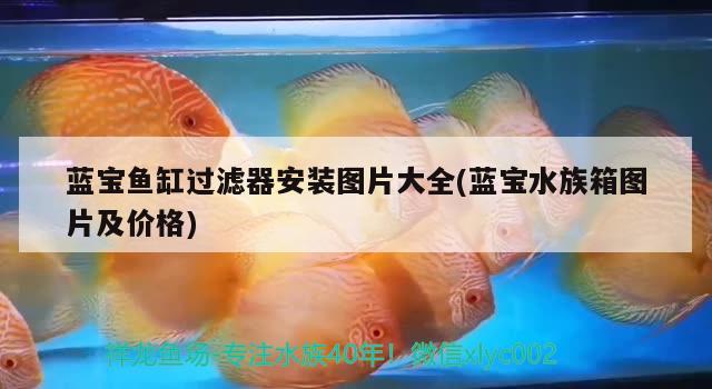 蓝宝鱼缸过滤器安装图片大全(蓝宝水族箱图片及价格) 鱼缸/水族箱