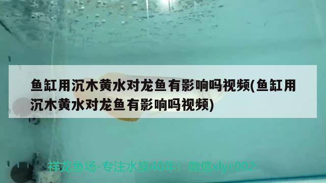 鱼缸用沉木黄水对龙鱼有影响吗视频(鱼缸用沉木黄水对龙鱼有影响吗视频)