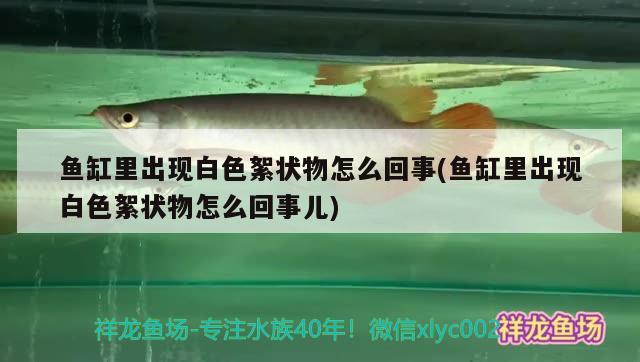 鱼缸里出现白色絮状物怎么回事(鱼缸里出现白色絮状物怎么回事儿) 七彩神仙鱼