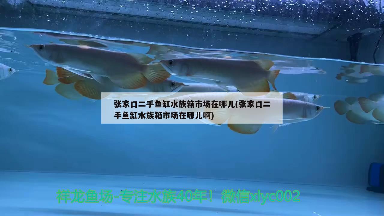 张家口二手鱼缸水族箱市场在哪儿(张家口二手鱼缸水族箱市场在哪儿啊) 鱼缸/水族箱