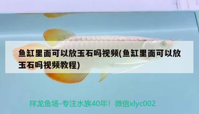 鱼缸里面可以放玉石吗视频(鱼缸里面可以放玉石吗视频教程) 黑桃A鱼