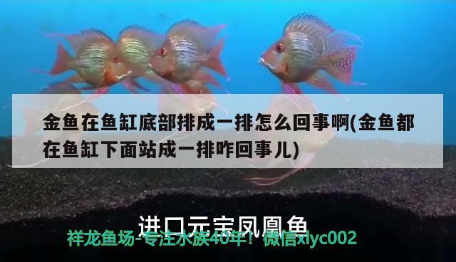 金鱼在鱼缸底部排成一排怎么回事啊(金鱼都在鱼缸下面站成一排咋回事儿)