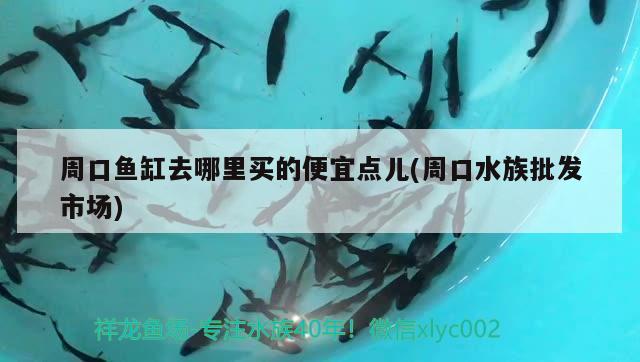 周口鱼缸去哪里买的便宜点儿(周口水族批发市场) 观赏鱼水族批发市场