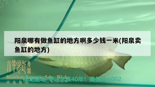 阳泉哪有做鱼缸的地方啊多少钱一米(阳泉卖鱼缸的地方) 招财战船鱼