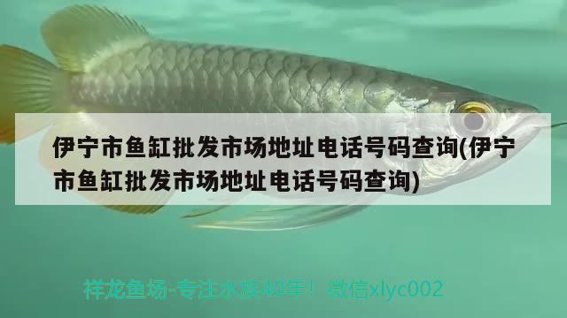 伊宁市鱼缸批发市场地址电话号码查询(伊宁市鱼缸批发市场地址电话号码查询) 温控设备