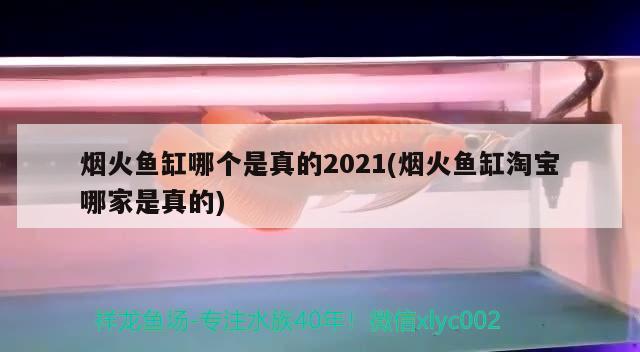 烟火鱼缸哪个是真的2021(烟火鱼缸淘宝哪家是真的) 银古鱼苗