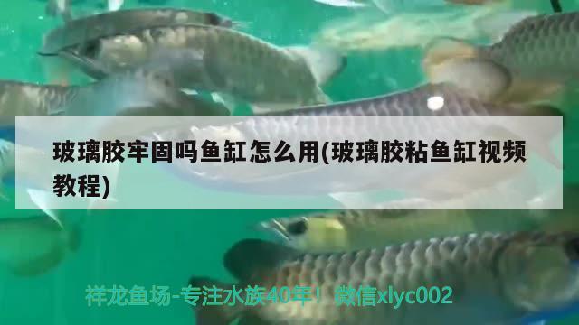 玻璃胶牢固吗鱼缸怎么用(玻璃胶粘鱼缸视频教程)