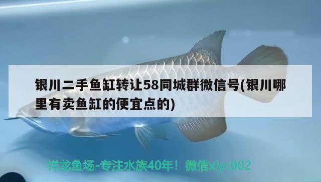 银川二手鱼缸转让58同城群微信号(银川哪里有卖鱼缸的便宜点的)