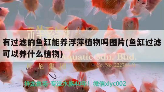 有过滤的鱼缸能养浮萍植物吗图片(鱼缸过滤可以养什么植物) 红老虎鱼