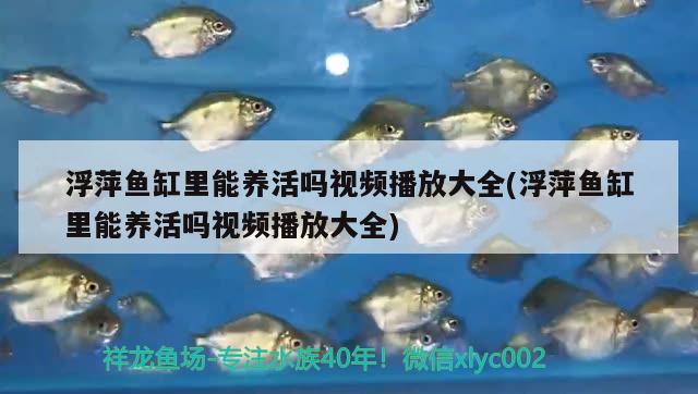 浮萍鱼缸里能养活吗视频播放大全(浮萍鱼缸里能养活吗视频播放大全)