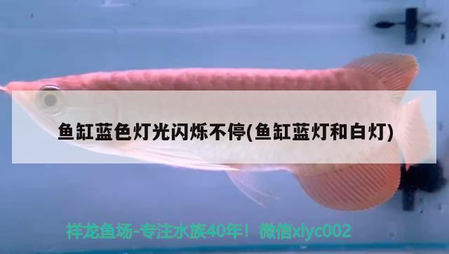 鱼缸蓝色灯光闪烁不停(鱼缸蓝灯和白灯) 广州水族批发市场