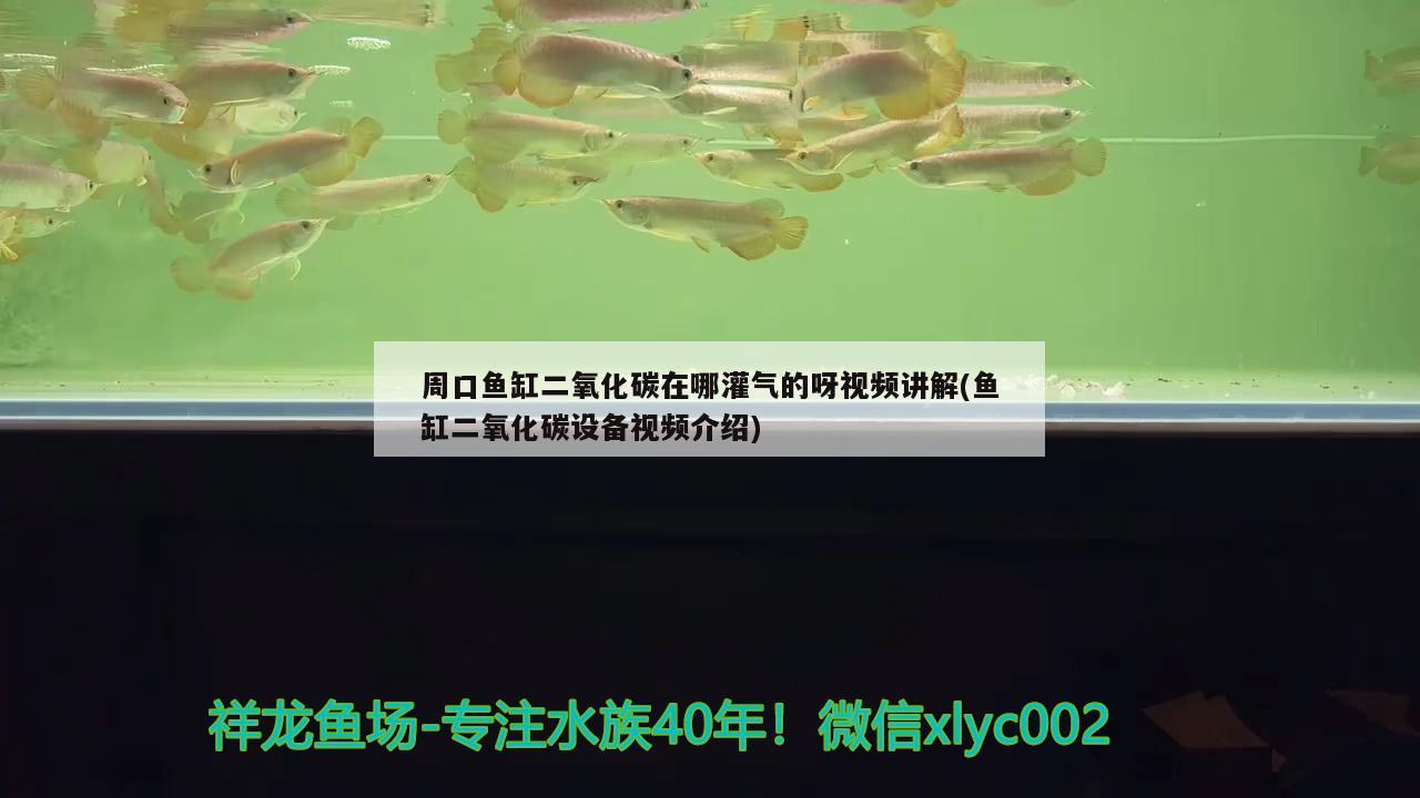 周口鱼缸二氧化碳在哪灌气的呀视频讲解(鱼缸二氧化碳设备视频介绍)