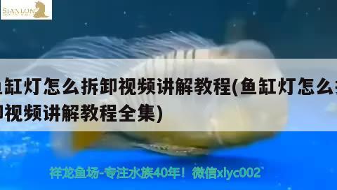 鱼缸灯怎么拆卸视频讲解教程(鱼缸灯怎么拆卸视频讲解教程全集) 过滤设备