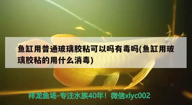 鱼缸用普通玻璃胶粘可以吗有毒吗(鱼缸用玻璃胶粘的用什么消毒)