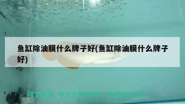 鱼缸除油膜什么牌子好(鱼缸除油膜什么牌子好) 红尾平克鱼