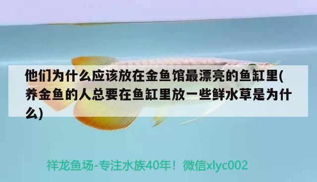 他们为什么应该放在金鱼馆最漂亮的鱼缸里(养金鱼的人总要在鱼缸里放一些鲜水草是为什么)