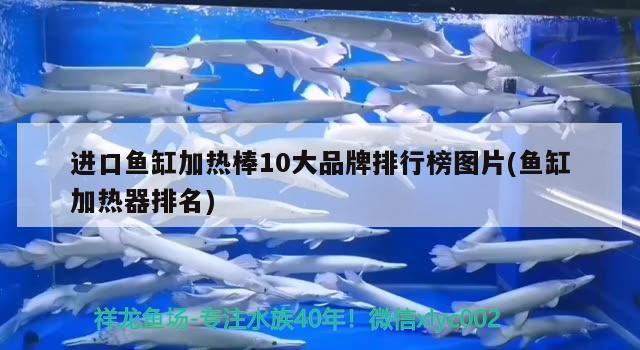 进口鱼缸加热棒10大品牌排行榜图片(鱼缸加热器排名) 埃及神仙鱼