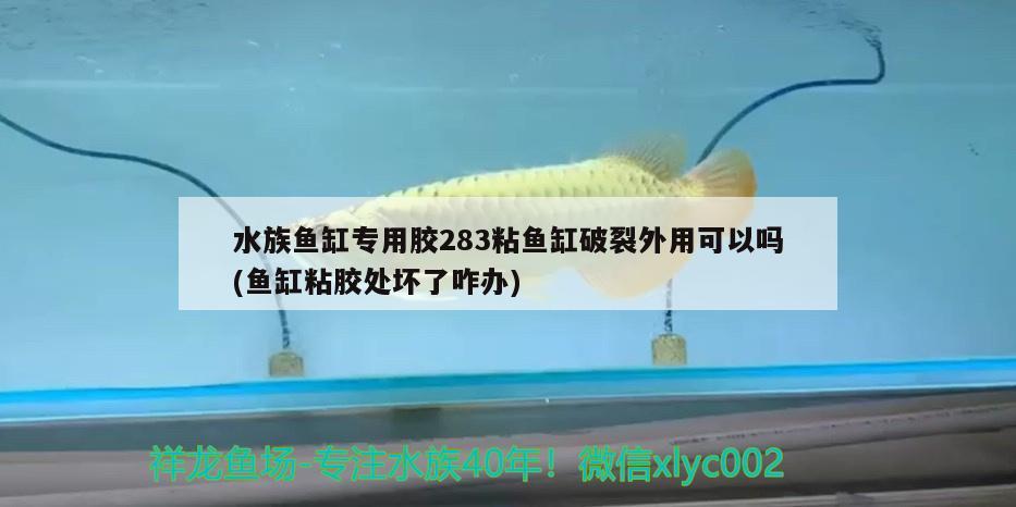 水族鱼缸专用胶283粘鱼缸破裂外用可以吗(鱼缸粘胶处坏了咋办) 三间鼠鱼