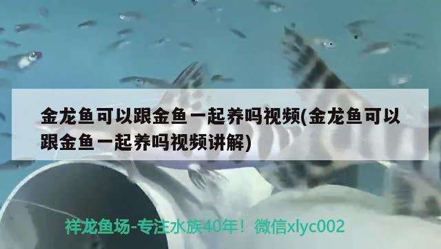 金龙鱼可以跟金鱼一起养吗视频(金龙鱼可以跟金鱼一起养吗视频讲解) 祥龙蓝珀金龙鱼