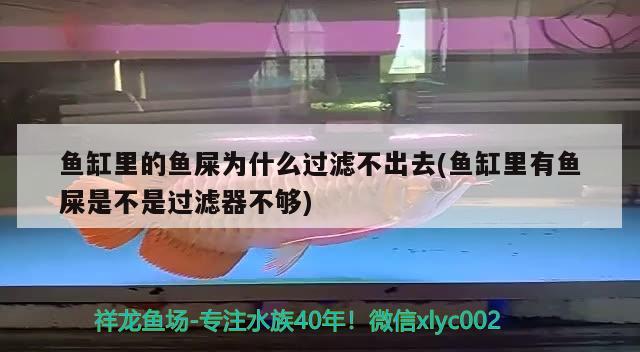 鱼缸里的鱼屎为什么过滤不出去(鱼缸里有鱼屎是不是过滤器不够)