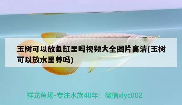玉树可以放鱼缸里吗视频大全图片高清(玉树可以放水里养吗) 泰国虎鱼