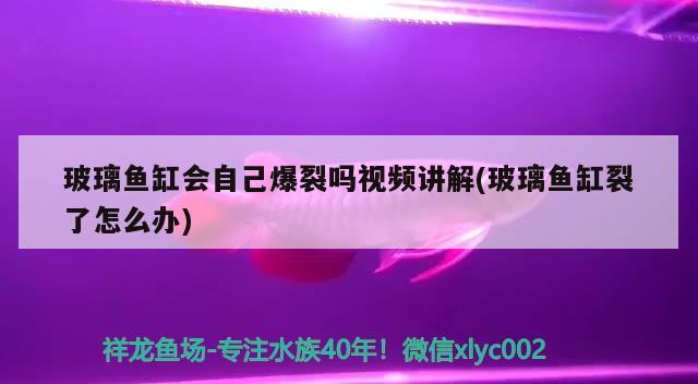 玻璃鱼缸会自己爆裂吗视频讲解(玻璃鱼缸裂了怎么办) 定时器/自控系统