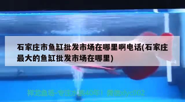 石家庄市鱼缸批发市场在哪里啊电话(石家庄最大的鱼缸批发市场在哪里)