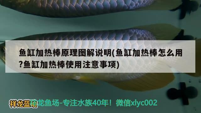 鱼缸加热棒原理图解说明(鱼缸加热棒怎么用?鱼缸加热棒使用注意事项) 其它水族用具设备