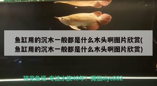 鱼缸用的沉木一般都是什么木头啊图片欣赏(鱼缸用的沉木一般都是什么木头啊图片欣赏)