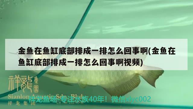 金鱼在鱼缸底部排成一排怎么回事啊(金鱼在鱼缸底部排成一排怎么回事啊视频) 黑金魟鱼