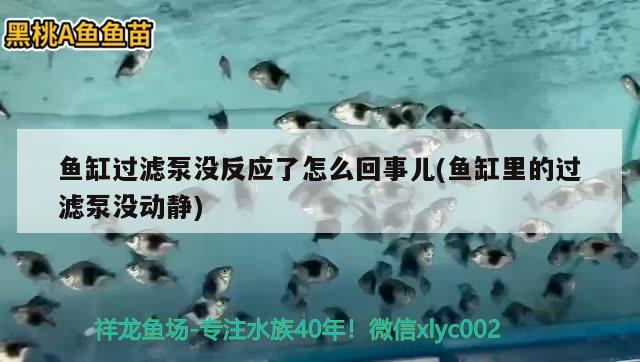 鱼缸过滤泵没反应了怎么回事儿(鱼缸里的过滤泵没动静) 黑桃A鱼