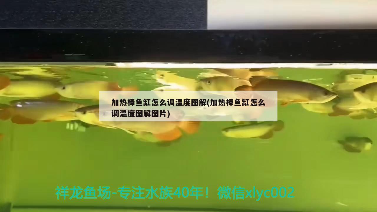 加热棒鱼缸怎么调温度图解(加热棒鱼缸怎么调温度图解图片) 生态瓶/创意缸/桌面微景缸