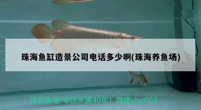 珠海鱼缸造景公司电话多少啊(珠海养鱼场) 观赏龟/鳖饲料 第2张