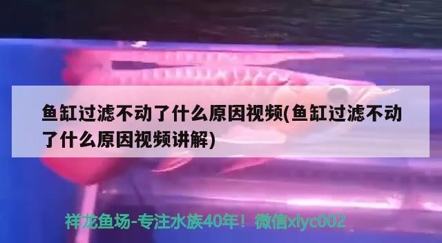 鱼缸过滤不动了什么原因视频(鱼缸过滤不动了什么原因视频讲解) 祥龙鱼场