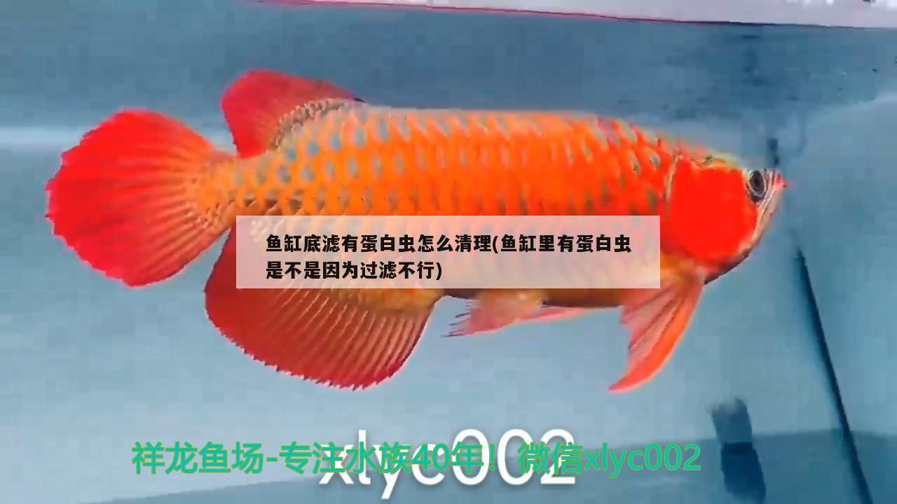 鱼缸底滤有蛋白虫怎么清理(鱼缸里有蛋白虫是不是因为过滤不行)