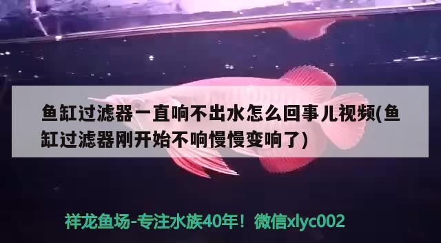 鱼缸过滤器一直响不出水怎么回事儿视频(鱼缸过滤器刚开始不响慢慢变响了)