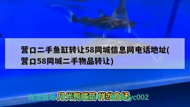 营口二手鱼缸转让58同城信息网电话地址(营口58同城二手物品转让) 魟鱼百科