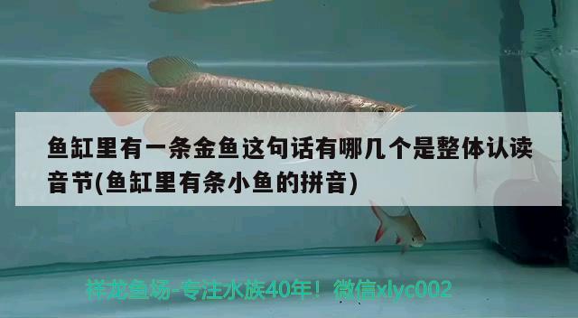 鱼缸里有一条金鱼这句话有哪几个是整体认读音节(鱼缸里有条小鱼的拼音) 三间鼠鱼苗