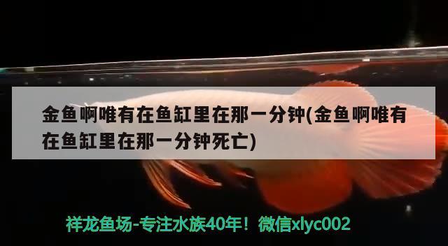 金鱼啊唯有在鱼缸里在那一分钟(金鱼啊唯有在鱼缸里在那一分钟死亡)