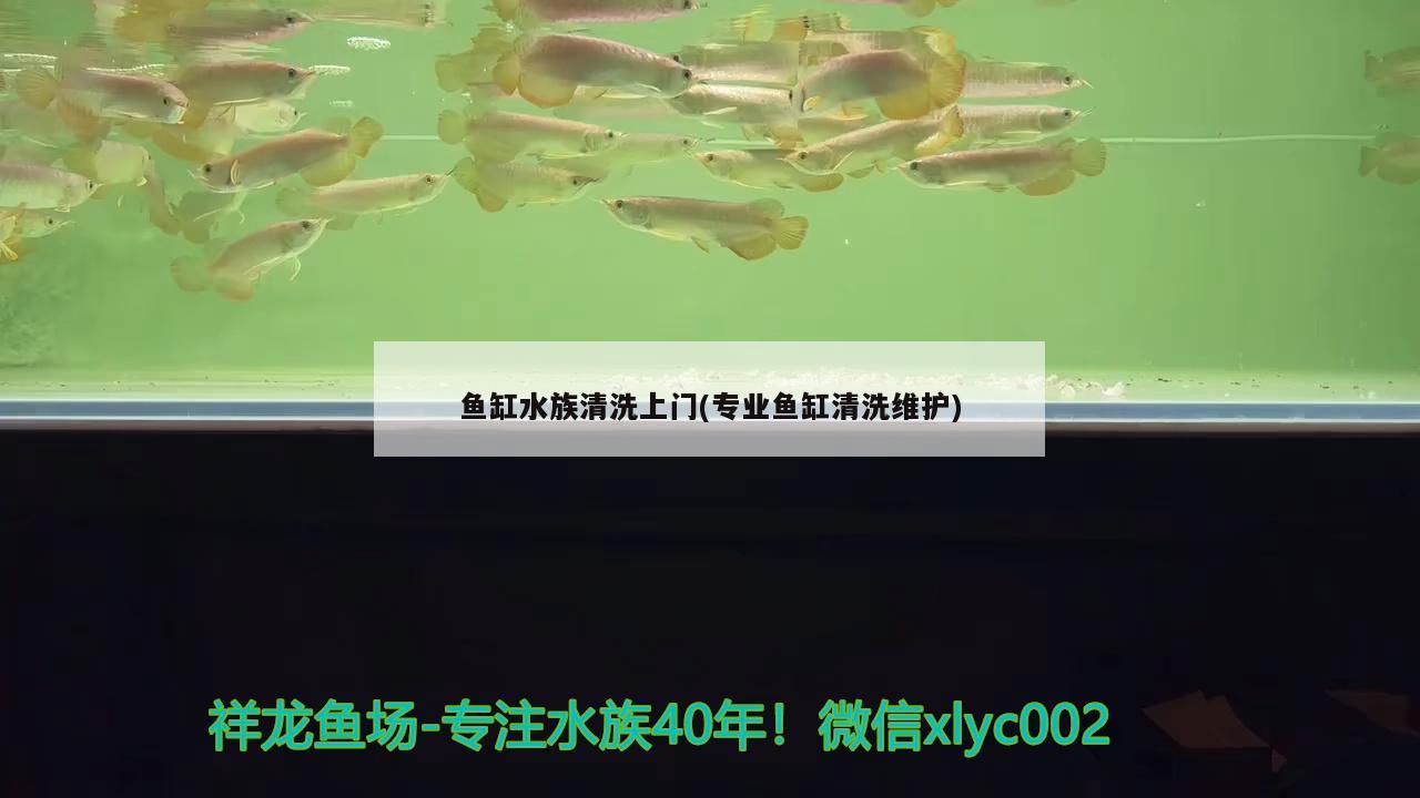 鱼缸水族清洗上门(专业鱼缸清洗维护) 三间鼠鱼 第2张